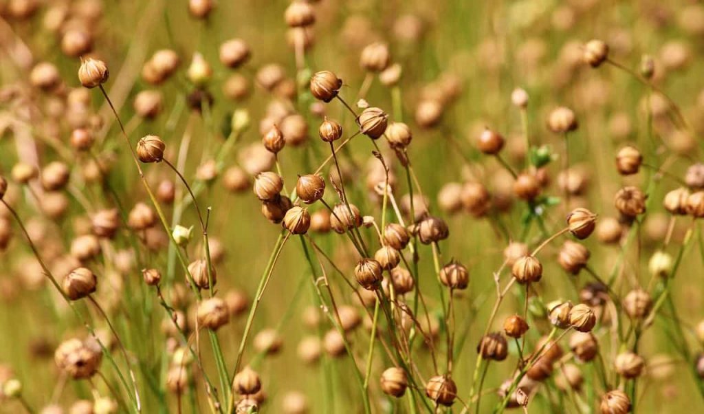 close up of flax in a field
